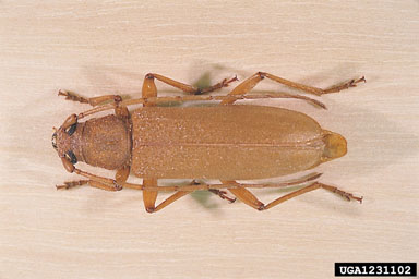 long-horned beetle, Stromatium fulvum  (Coleoptera: Cerambycidae) - 1231102