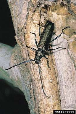 musk beetle, Aromia moschata  (Coleoptera: Cerambycidae) - 1231115
