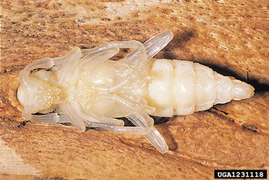 Rosalia longicorn, Rosalia alpina  (Coleoptera: Cerambycidae) - 1231118