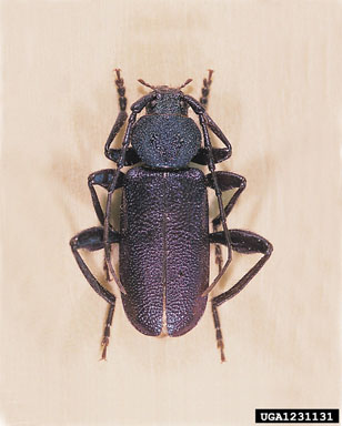 violet tanbark beetle, Callidium violaceum  (Coleoptera: Cerambycidae) - 1231131