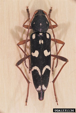 long-horned beetle, Isotomus speciosus  (Coleoptera: Cerambycidae) - 1231136