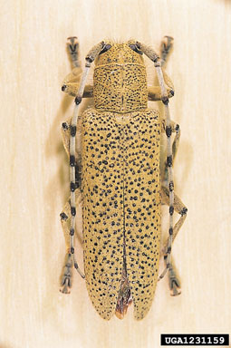 long-horned beetle, Saperda similis  (Coleoptera: Cerambycidae) - 1231159