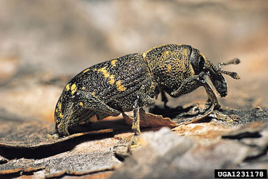 large brown trunk beetle, Hylobius abietis  (Coleoptera: Curculionidae) - 1231178