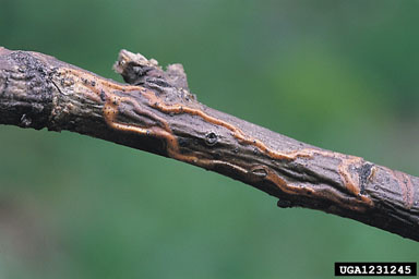 Ectoedemia atrifrontella, Ectoedemia atrifrontella  (Lepidoptera: Nepticulidae) - 1231245