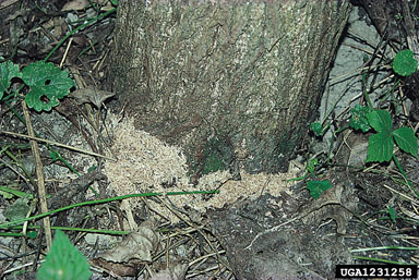hornet moth, Sesia apiformis  (Lepidoptera: Sesiidae) - 1231258