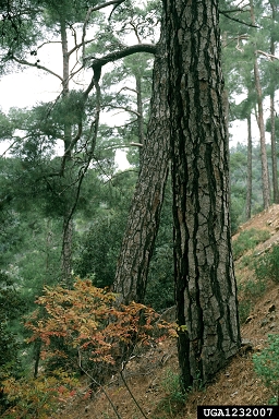 Turkish pine, Pinus brutia  (Pinales: Pinaceae) - 1232007