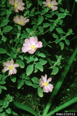 rock rose, Cistus creticus  (Violales: Cistaceae) - 1232012