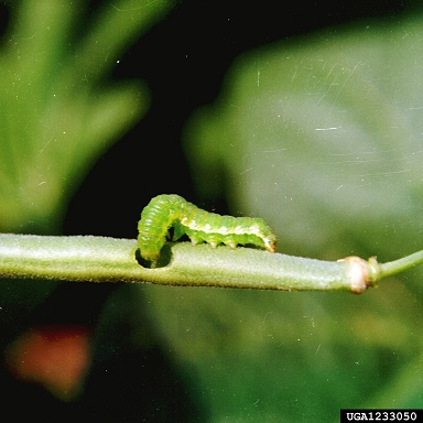 bollworm (Helicoverpa zea ) on common bean (Phaseolus vulgaris ) - 1233050
