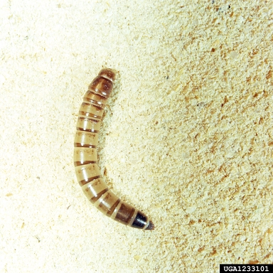yellow mealworm, Tenebrio molitor  (Coleoptera: Tenebrionidae) - 1233101