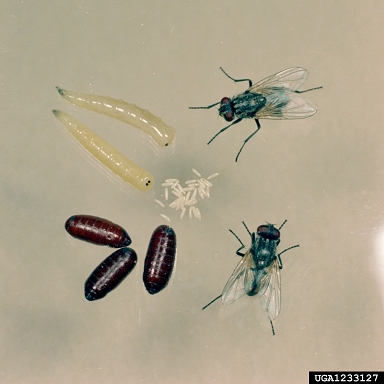 house fly, Musca domestica  (Diptera: Muscidae) - 1233127