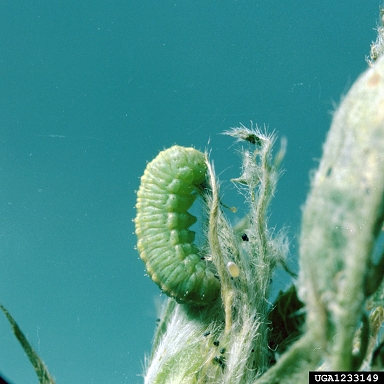 alfalfa weevil (Hypera postica ) on alfalfa (Medicago sativa ) - 1233149