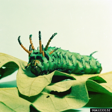 hickory horned devil (Citheronia regalis ) on hickory (Carya spp. ) - 1233152