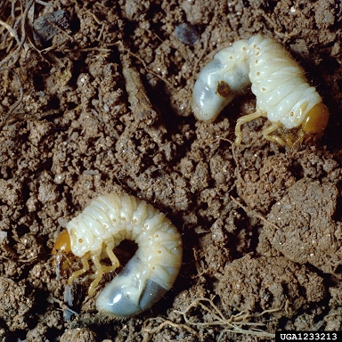 May-June beetles, Phyllophaga spp.  (Coleoptera: Scarabaeidae) - 1233213
