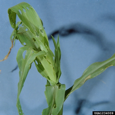 southern corn billbug (Sphenophorus callosus ) on corn (Zea mays ) - 1234009