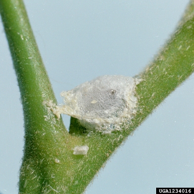 pecan spittlebug (Clastoptera achatina ) on pecan (Carya illinoinensis ) - 1234016