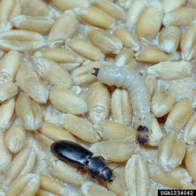 cadelle beetle (Tenebroides mauritanicus ) on wheat (Triticum spp. ) - 1234042