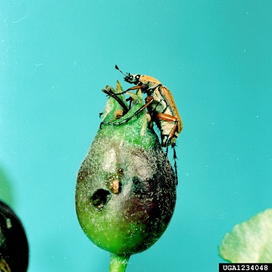 rose chafer (Macrodactylus subspinosus ) on apple (Malus domestica ) - 1234048