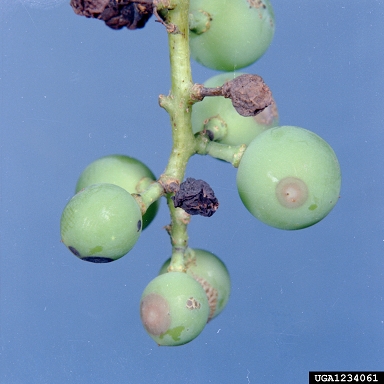 black rot (Guignardia bidwellii ) on grape (Vitis spp. ) - 1234061