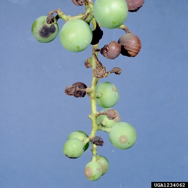 black rot (Guignardia bidwellii ) on grape (Vitis spp. ) - 1234062