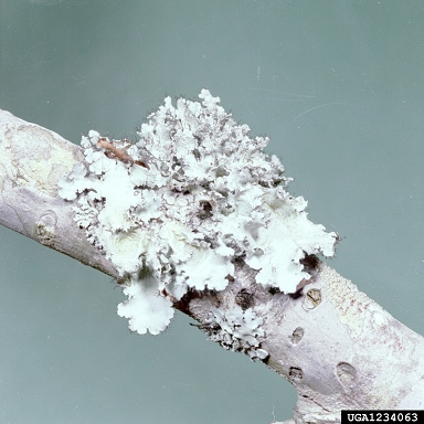 lichen,    - 1234063