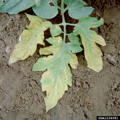 early blight (Alternaria solani ) on tomato (Lycopersicon esculentum ) - 1234081