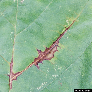 sycamore anthracnose, Apiognomonia veneta  (Diaporthales: Valsaceae) - 1234088