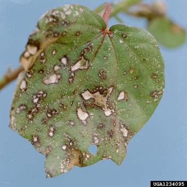 Ascochyta blight of cotton (Ascochyta gossypii ) on cotton (Gossypium hirsutum ) - 1234095