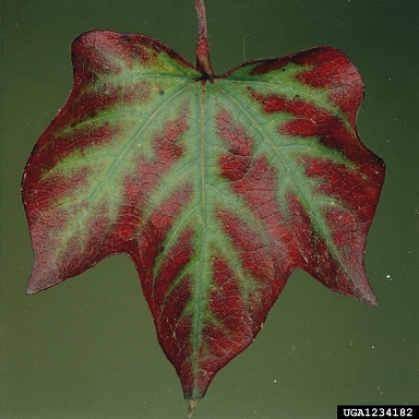 magnesium deficiency (  ) on cotton (Gossypium hirsutum ) - 1234182