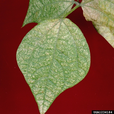 spider mites (  ) on lima bean (Phaseolus lunatus ) - 1234184
