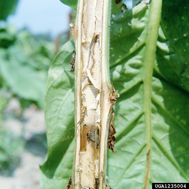 bacterial soft rot (Pectobacterium carotovorum ssp. carotovorum) on flue-cured tobacco (Nicotiana tabacum (flue-cured type)) - 1235004