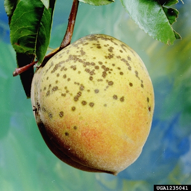 peach scab (Venturia carpophila ) on peach (Prunus persica ) - 1235041