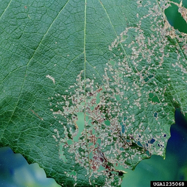 Japanese beetle (Popillia japonica ) on grape (Vitis spp. ) - 1235068