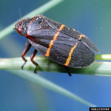 twolined spittlebug (Prosapia bicincta ) on bermudagrass (Cynodon dactylon ) - 1235086