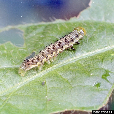 bollworm (Helicoverpa zea ) on soybean (Glycine max ) - 1235111