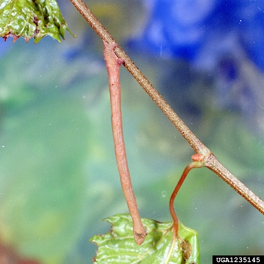 bloof-vein moth (Timandra griseata ) on grape (Vitis spp. ) - 1235145