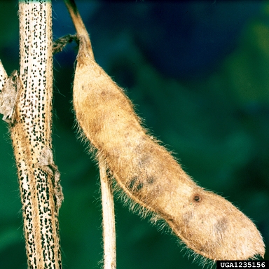 pod and stem rot (Diaporthe phaseolorum ) on soybean (Glycine max ) - 1235156