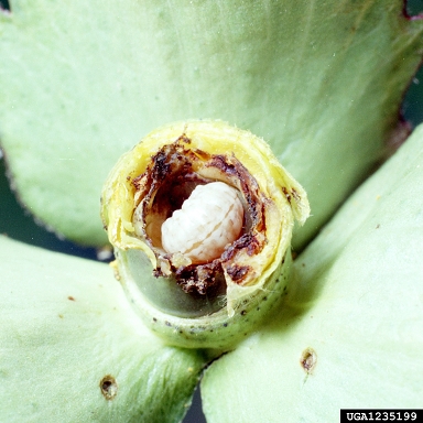 boll weevil (Anthonomus grandis grandis) on cotton (Gossypium hirsutum ) - 1235199