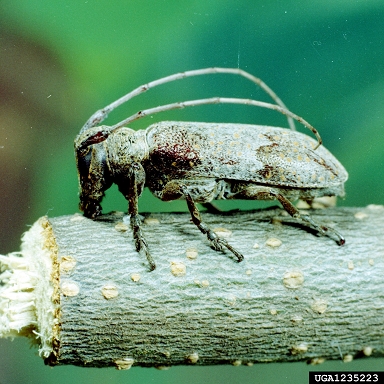 twig girdler (Oncideres cingulata ) on pecan (Carya illinoinensis ) - 1235223