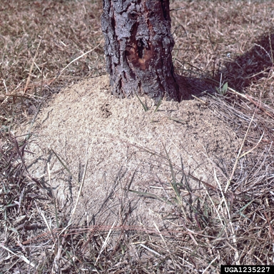 fire ant (Solenopsis geminata ) on pine (Pinus spp. ) - 1235227