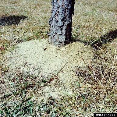 fire ant (Solenopsis geminata ) on pine (Pinus spp. ) - 1235229