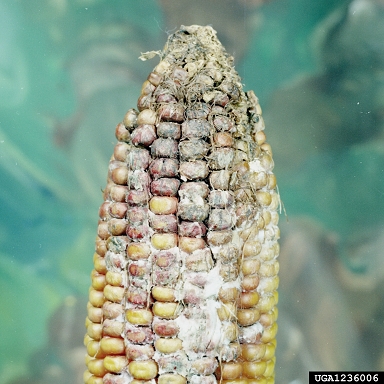 white ear rot and seedling blight of maize (Stenocarpella maydis ) on corn (Zea mays ) - 1236006