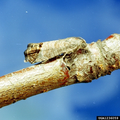 codling moth (Cydia pomonella ) on peach (Prunus persica ) - 1236059