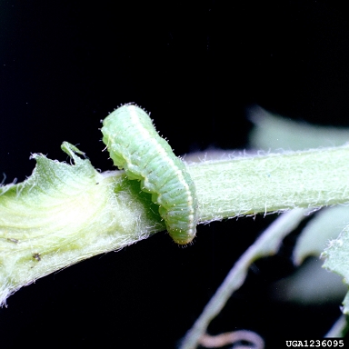 alfalfa weevil (Hypera postica ) on alfalfa (Medicago sativa ) - 1236095