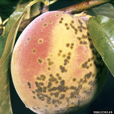 peach scab (Venturia carpophila ) on peach (Prunus persica ) - 1236149