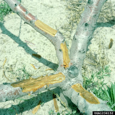 bacterial brown spot of bean/canker of stone fruit, twig blight (Pseudomonas syringae pv. syringae) on peach (Prunus persica ) - 1236152