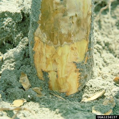 bacterial brown spot of bean/canker of stone fruit, twig blight (Pseudomonas syringae pv. syringae) on peach (Prunus persica ) - 1236157