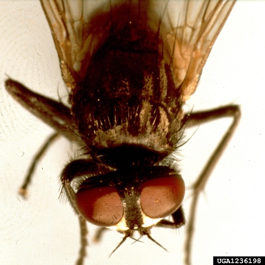 house fly, Musca domestica  (Diptera: Muscidae) - 1236198