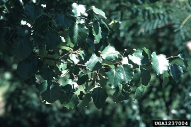 Callery pear (Bradford pear), Pyrus calleryana  (Rosales: Rosaceae) - 1237004