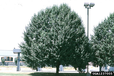 Callery pear (Bradford pear), Pyrus calleryana  (Rosales: Rosaceae) - 1237005