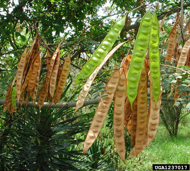 mimosa, Albizia julibrissin  (Fabales: Fabaceae (Leguminosae)) - 1237017
